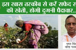 Cotton Cultivation: ऐसी तकनीक, जिससे दोगुनी होगी कपास की पैदावार
