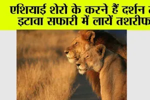 एशियाई शेरो के करने हैं दर्शन तो इटावा सफारी में लायें तशरीफ