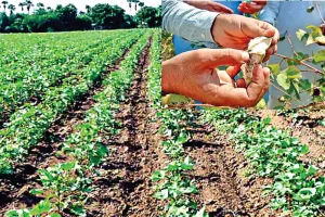 Agriculture News : किसान पूर्व से पश्चिम दिशा में करें नरमे की बिजाई, अनुमोदित किस्मों को दें प्राथमिकता