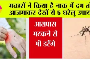 Mosquitoes: मच्छरों के आतंक ने कर दिया है तबाह तो आज ही से करें ये 5 घरेलू उपाय…कुछ ही मिनटों में हो जाएगी मच्छरों की छुट्टी