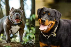 Pet Dogs : पालतू कुत्तों का आतंक