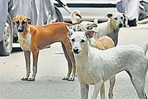 आवारा कुत्तों के झुंड ने महिला को नोचा, मौत