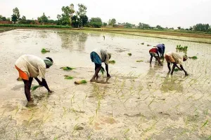 Transplantation of paddy: जिले में 1.55 लाख हैक्टेयर में धान की रोपाई होंने का अनुमान