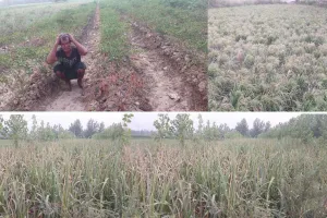 भीषण गर्मी में सुख रही किसानों की गन्ना व मिर्च की फसलें