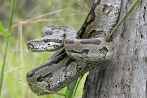Trending News: अचानक पत्नी हो गई लापता, ढूंढने पर पति को मिली तो उसका दिल दहल गया!