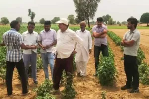 Gulabi Sundi: कपास की फसल मे गुलाबी सुंडी की जांच करने ढुकड़ा पहुंची कृषि विभाग की टीम, नहीं दिखा गुलाबी सूँडी का प्रकोप