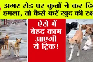 Dog Attack Tips: अगर कुत्तों ने कर दिया हमला, तो कैसे करें खुद का बचाव? ऐसे में बेहद काम आएगी ये ट्रिक!