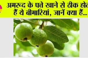 Guava leaves Benefits: अमरूद के पत्ते खाने से ठीक होती हैं ये बीमारियां, जानिए क्या हैं वो डिजीज