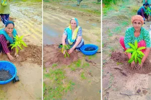 पर्यावरण संरक्षण की ओर गुजरात की साध-संगत का कदम