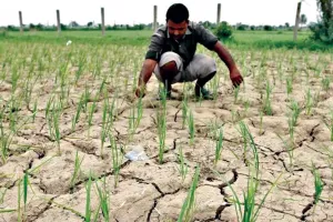 सूखने लगे धान के खेत, किसानों की चिंता बढ़ी