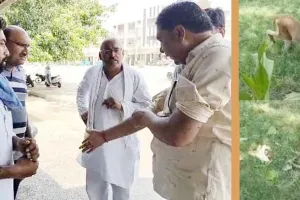 Monkeys Attacked : टाउन धानमंडी में उत्पाती बंदरों का आतंक