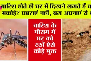 Monsoon Tips: बारिश होते ही घर में दिखने लगते हैं कीड़े-मकोड़े? घबराएं नहीं, बस अपनाएं ये चीजें, भागेंगे कोसों दूर