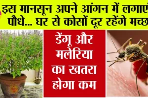 Monsoon Tips: इस मानसून अपने आंगन में लगाएं ये पौधे… घर से कोसों दूर रहेंगे मच्छर, डेंगू और मलेरिया का खतरा होगा कम