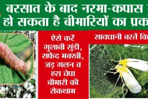 सावधानी बरतें किसान: बरसात के बाद नरमा-कपास में हो सकता है बीमारियों का प्रकोप