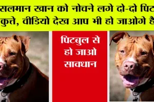 Pitbull dog Attack: सलमान खान को नोचने लगे दो-दो पिटबुल कुत्ते, खून वाला वीडियो वायरल!