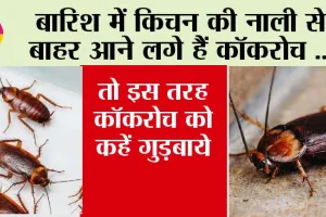 Tips To Get rid of Cockroach: बारिश में घर में एंट्री लेने लगे है कॉकरोच, तो इस तरह कॉकरोच को कहें गुड़बाये