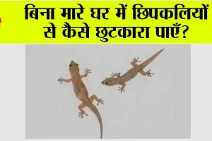 Tips to Get Rid of LIzards: आपकी रसोई में मौजूद इन चीजों से छिपकलियों को रख सकते हैं घर से दूर!