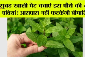 Benefits of Tulsi Leaves: इस पौधे की 4-5 पत्तियां दवा गोली से हैं ज्यादा असरदार, पथरी से लेकर सर्दी-जुकाम का हैं इलाज