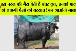Buffalo Milk: इस नस्ल की भैंस देती हैं बंपर दूध, इनको पालकर हो जाएगी पैसों की बरसात! बन जाओगे मालामाल