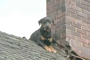 Intelligent Puppy: मूर्ख भेड़िया और समझदार पिल्ला