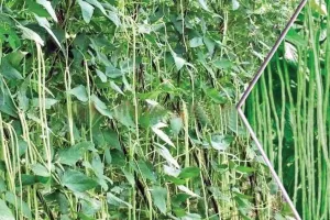 Lobia ki Kheti: लोबिया की खेती कर किसान लें अधिक पैदावार