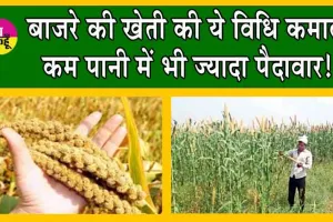 How to Grow Millet : ऐसे करें बाजरे की खेती! होगी पैदावार भरपूर, बीमारियों से भी रखे दूर!