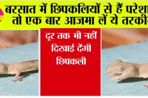 Tips To Get Rid Of Lizard: बरसात में छिपकलियों से हैं परेशान, तो एक बार आजमा लें ये तरकीब, दूर तक भी नहीं दिखाई देंगी छिपकली