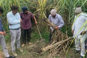 वैज्ञानिक टीमों ने किया गन्ने की फसल का निरीक्षण