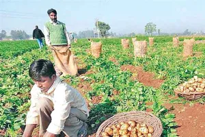 Aloo ki Kheti : आलू की खेती करने के प्रकरण