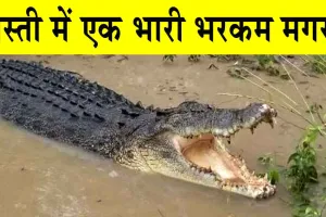 Crocodile in Mount Abu: रिहायशी क्षेत्र में घुसा मगरमच्छ, मचा हड़कंप