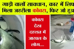 Snake: गाड़ी वालों सावधान, कार में लिपटा मिला जहरीला कोबरा, फिर जो हुआ…