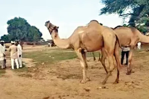 Gogamedi Fair 2024: गोगामेड़ी पशु मेला, अब तक इतने हजार में बिका सबसे ज्यादा कीमत का ऊंट!