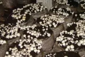 Mushroom ki Kheti: कृषि अवशेष जलाने के बजाय किसान इसे खुम्ब उत्पादन में करें इस्तेमाल: डॉ. सहरावत