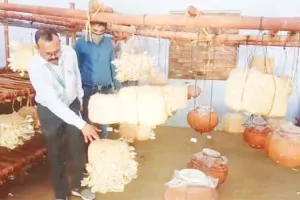 Mushroom ki Kheti: मटके में उगाए मशरूम
