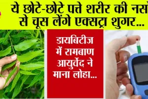 नसों सें एक्स्ट्रा शुगर को चूस लेंगे ये पत्ते, डायबिटीज मरीज के लिए रामबाण इलाज, आयुर्वेद ने माना लोहा…