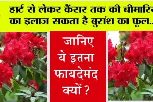 Buransh Flower Benefits: हार्ट सहित कई बीमारियों का इलाज कर सकता है बुरांश का फूल, हिमाचल का यह है राजकीय पुष्प