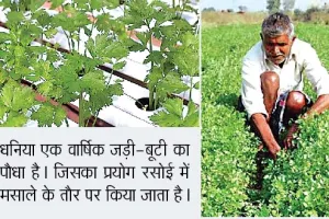 Dhaniya Ki Kheti: किसानों की जिंदगी में खुशबू भरेगी धनिया की खेती