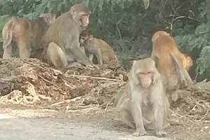 बंदरों के आतंक से लोग भयभीत