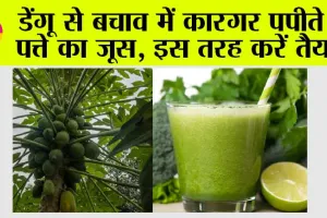 Papaya Leaf In Dengue: क्या आप बदलते मौसम में डेंगू से परेशान हैं? अगर हां, तो इस तरह करे पपीते के पत्तों का इस्तेमाल, बेहद जल्द मिलेंगी राहत