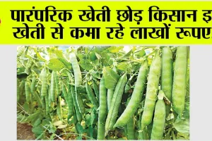 Kisan News: पारंपरिक खेती छोड़ किसान इस खेती से कमा रहे लाखों रूपए