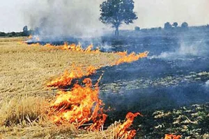 अब नोडल अधिकारी प्रदेश में पराली जलाने की घटनाओं पर रखेंगे नजर