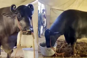 Worth ₹23 crore buffalo: 23 करोड़ का भैंसा हर रोज खाता है सूखे मेवे व उच्च कैलोरी वाला खाना!