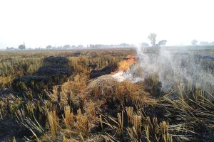 Stubble Burn: पराली जलाने को लेकर केंद्र सरकार का आया बड़ा फैसला!