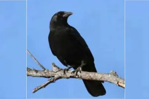 Arrogant Crow: घमंडी कौवा