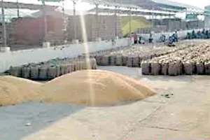Yellow Gold: इस बार ‘पीले सोने’ की बंपर पैदावार, सभी मंडियां फुल!