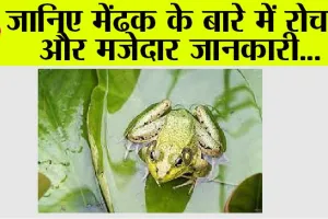 Fun Facts Frog: मेंढक का जीवन चक्र और रोचक बातें
