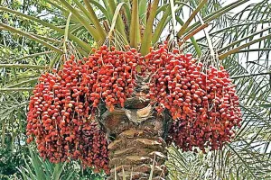Date Palm Farming: किसान अब खजूर से भी होगा मालामाल! उद्यान विभाग साढ़े 17 एकड़ में विकसित करेगा पौध!