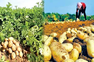 Potato: आलू की नई किस्मों से स्वाद के साथ किसानों को हो रहा अधिक लाभ
