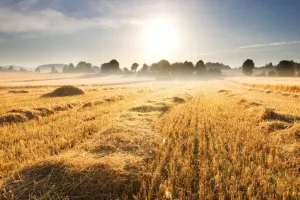 Stubble Burning: पंजाब में हरियाणा के मुकाबले पराली जलाने के मामलों में आई बड़ी गिरावट