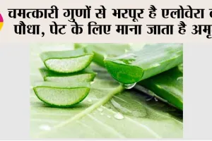 Aloe Vera Benefits: चमत्कारी गुणों से भरपूर है एलोवेरा का पौधा, पेट के लिए माना जाता है अमृत